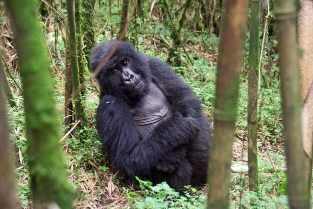 Photo gorilla female sitting on groud