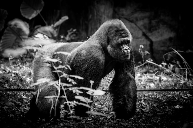 Foto gorilla sul campo