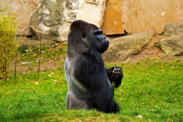 Gorilla in de dierentuin, dieren in het wild, zoogdier op het groene gras