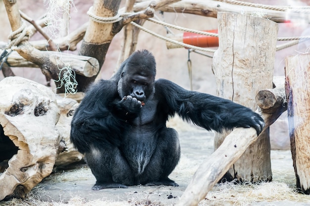 Gorilla in de dierentuin