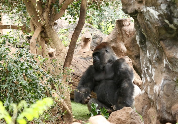 Photo gorilla relaxing by tree