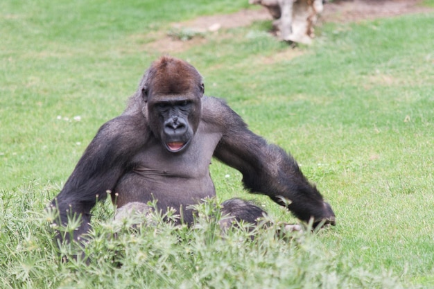 Gorilla relaxing on grassy field