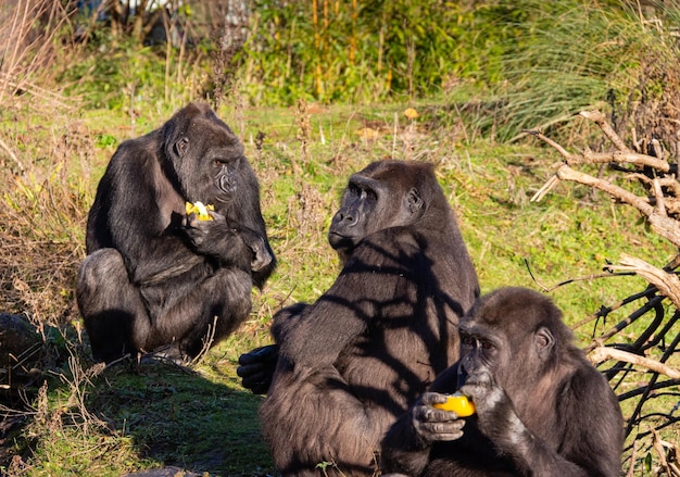 Foto gorilla's eten in een veld.