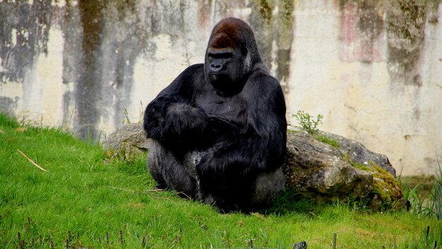 Gorilla sitting on field