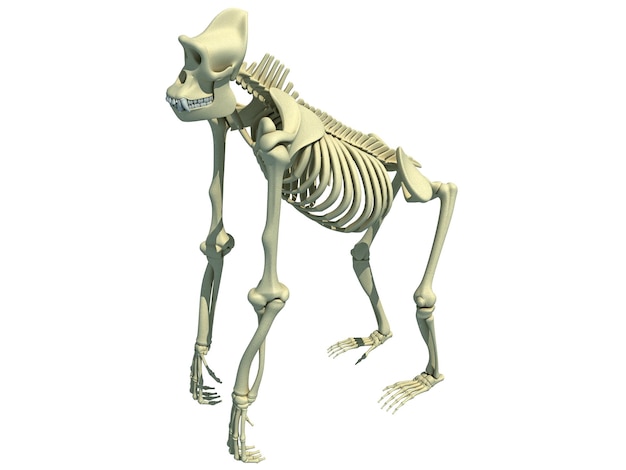 Foto rendering 3d dell'anatomia dello scheletro del gorilla