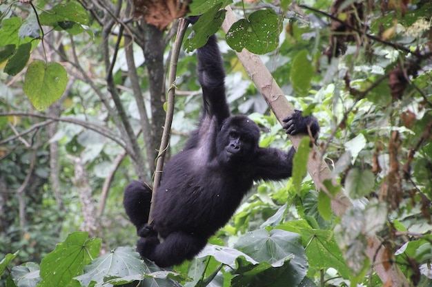 Foto gorilla che oscilla sull'albero nella foresta