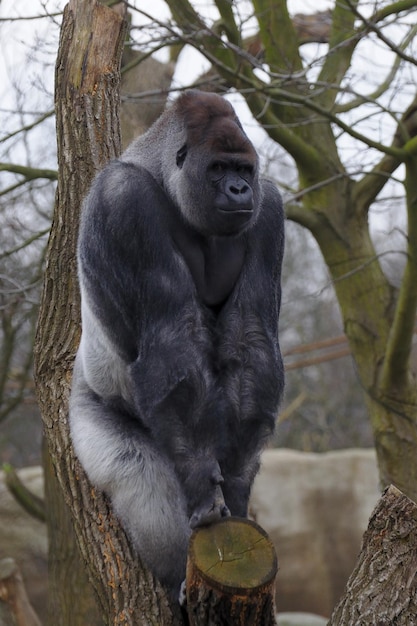 Foto gorilla sull'albero