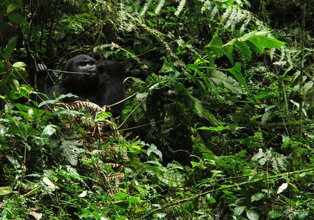 Gorilla in Uganda