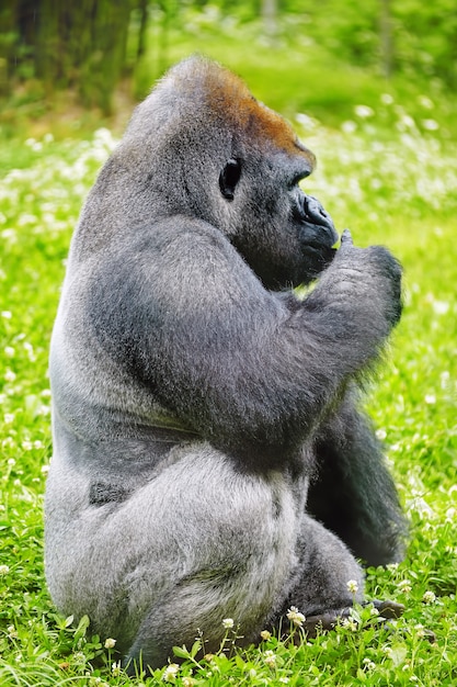Gorilla Wisdom in zijn natuurlijke habitat in het wild