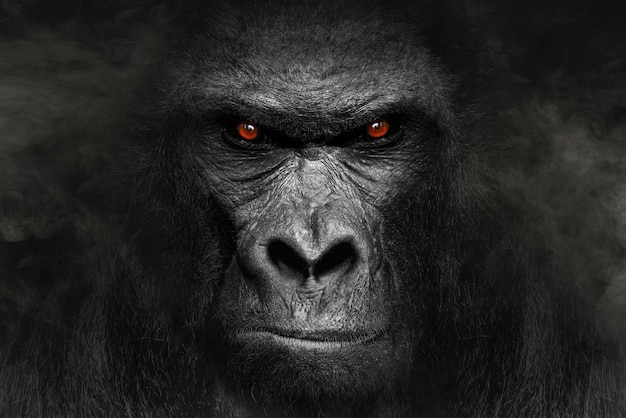 A gorilla with a red eye