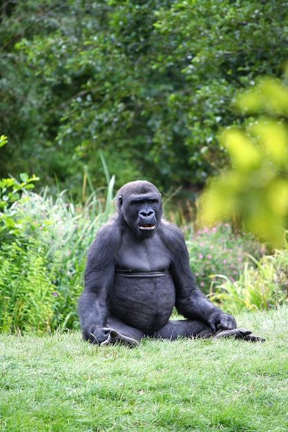 Foto gorilla zit op het gras.