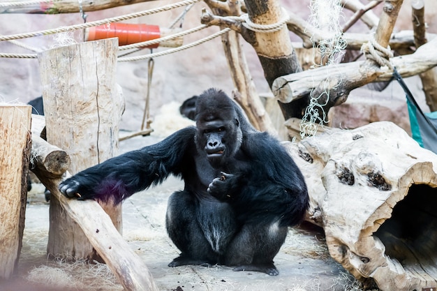 動物園のゴリラ