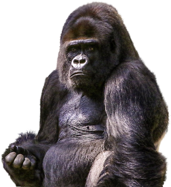gorilla