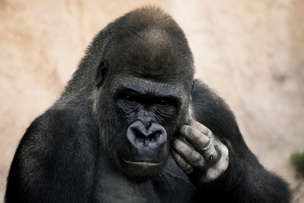 Photo gorilla