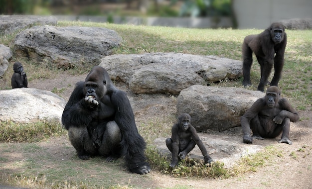 Gorillas