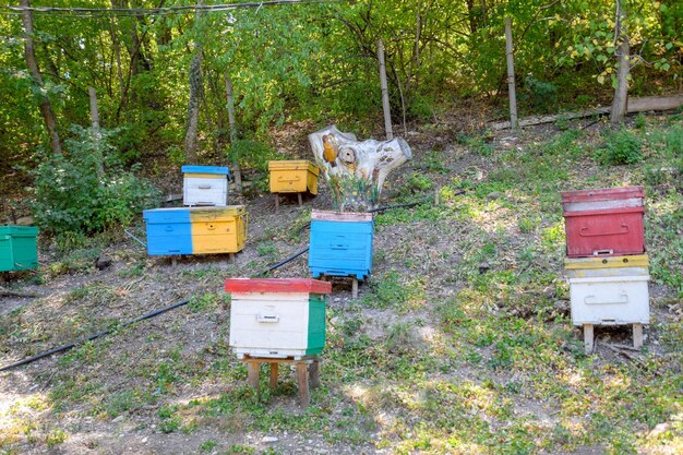 Gorny settlement Russia August 22 2018 Bee hives in a mountain apiary Painted stump