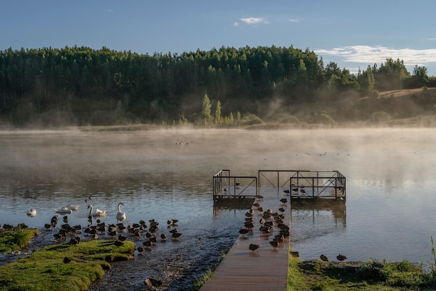 Gorodishchenskoe Lake met watervogels in IzborskoMalskaya Valley Izborsk Pskov regio Rusland