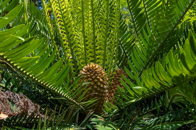 Gorongowe 소철 Encephalartos manikensis