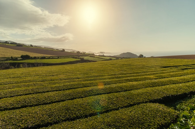 Gorreana tea fields