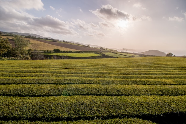 Gorreana tea fields