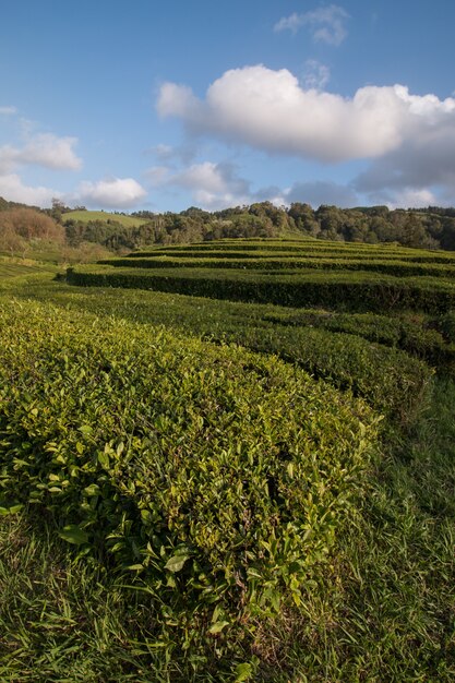 Gorreana tea fields