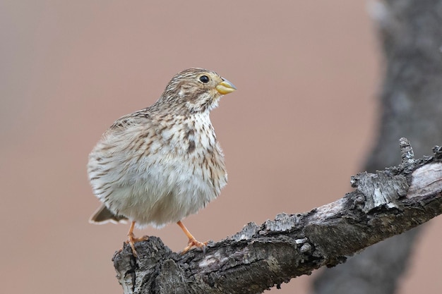 Gors Emberiza calandra Cordoba Spanje