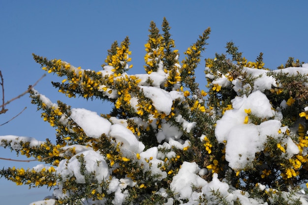 雪に覆われたハリエニシダの枝