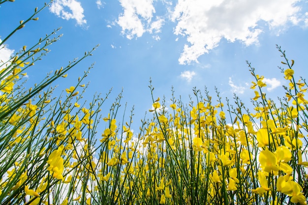 하늘과 구름과 봄에 Gorse 또는 genista