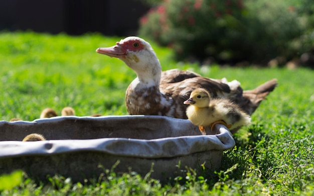 A gosling drinks water from a drinking bowl on a green lawn in the courtyard of a rural house 3