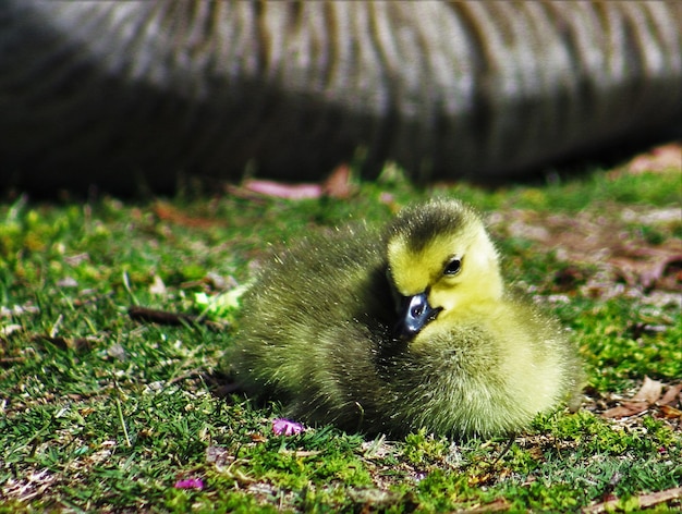 Foto gosling op het veld tijdens een zonnige dag