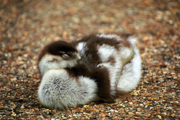 Gosling resting