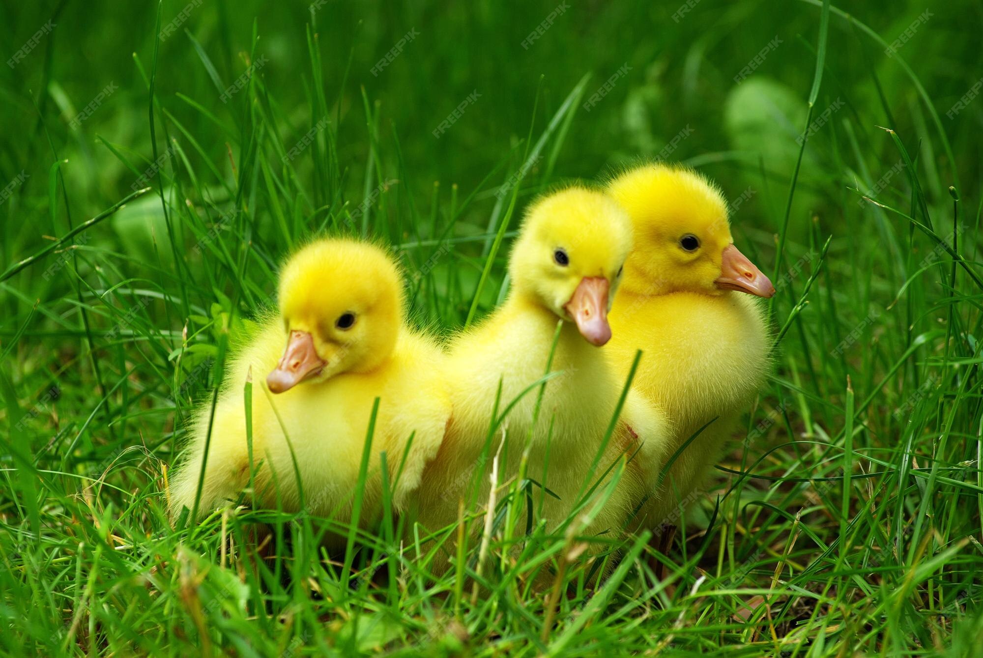 Patito