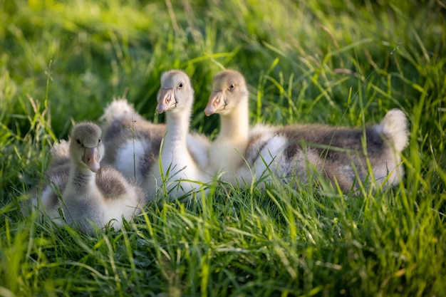 Photo goslings in a field