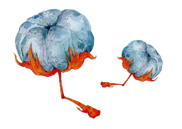 Gossypium 목화 식물 세트 수채화 그림 손으로 그린 유기농 목화 꽃