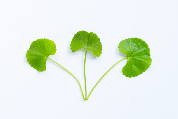 Gotu kola, Asiatic pennywort or Indian pennywort on white background.