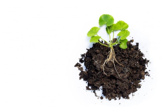 Photo gotu kola, asiatic pennywort or indian pennywort with soil on white background.