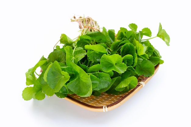 Photo gotu kola leaves on white background