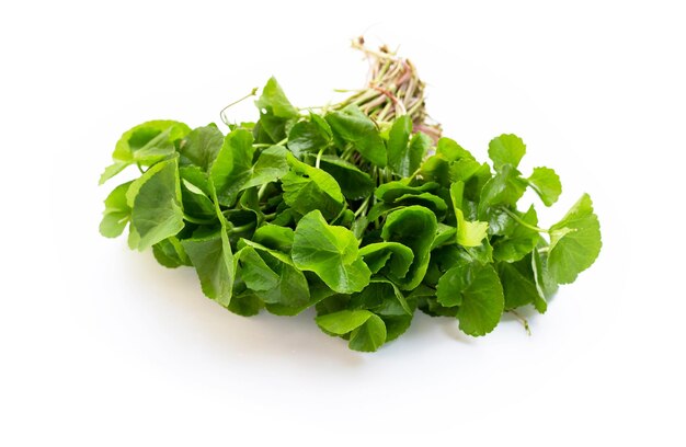 Gotu kola leaves on white background