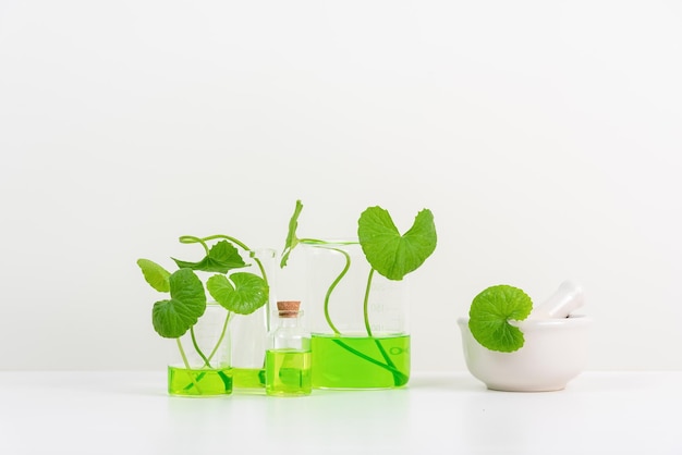 gotu voor biologische experimentpresentatie Centella asiatica bladeren en groen water