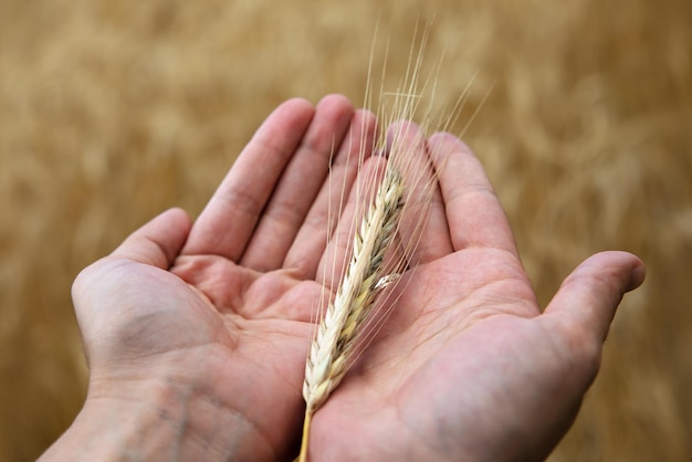 Gouden aartje van tarwe op handen rijk oogstconcept