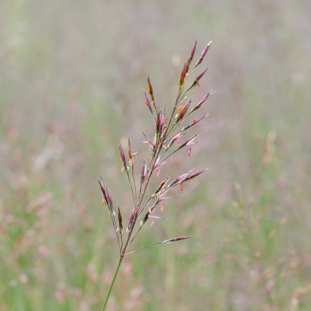 Foto gouden baardgras. chrysopogon aciculatus (retz.) trin