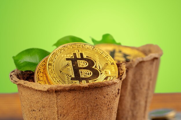 Gouden bitcoin en groene plant in de bodem