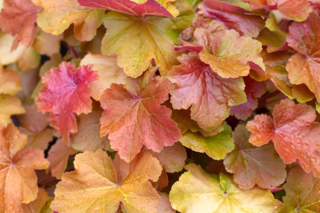 Gouden bladeren van Heuchera in de zomertuin Vaste planten landschapsarchitectuur tuinieren