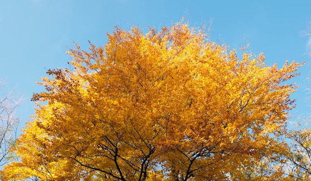 Gouden boom top gebladerte in herfst stadspark