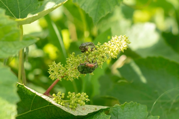 Gouden bronzovkaCetonia aurata eet bloemen en de eierstok van druiven Kevers plagen op druivenSelectieve focus