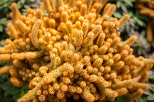 Gouden cactus