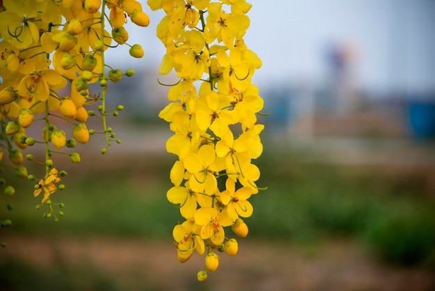 Gouden douche amaltas bloemen