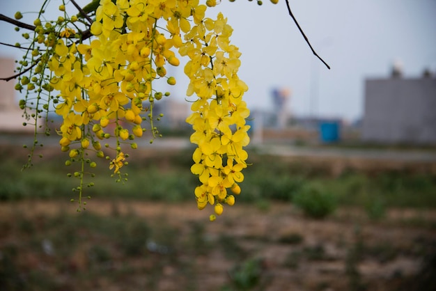 Foto gouden douche amaltas bloemen