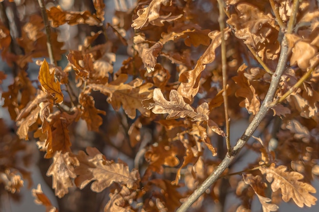 Gouden eik. Gele eikenbladeren. Zonnige dag. Herfst natuur. Geritsel van droge bladeren.