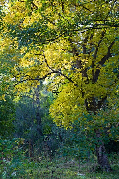Gouden en groene boom op donker de herfstbos
